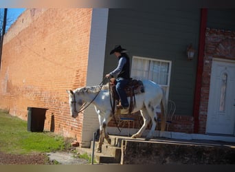 American Quarter Horse, Wałach, 9 lat, Biała
