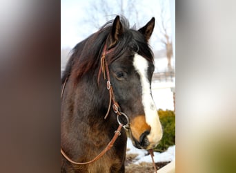 American Quarter Horse, Wałach, 9 lat, Ciemnogniada