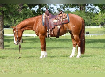 American Quarter Horse, Wałach, 9 lat, Cisawa