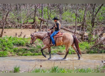 American Quarter Horse, Wałach, 9 lat, Jelenia