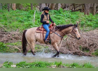 American Quarter Horse, Wałach, 9 lat, Jelenia