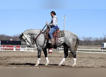 American Quarter Horse, Wałach, 9 lat, Siwa jabłkowita