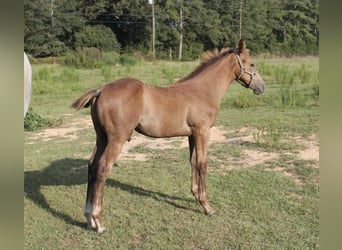 American Quarter Horse, Wałach, Źrebak (05/2024), 152 cm, Siwa