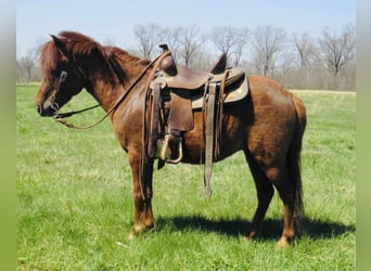 American Quarter Horse, Wallach, 10 Jahre, 114 cm, Dunkelfuchs