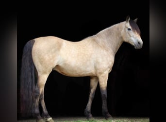 American Quarter Horse, Wallach, 10 Jahre, 132 cm, Buckskin