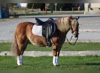 American Quarter Horse Mix, Wallach, 10 Jahre, 132 cm, Buckskin