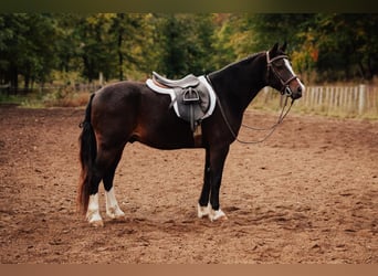 American Quarter Horse, Wallach, 10 Jahre, 137 cm, Rotbrauner