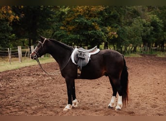 American Quarter Horse, Wallach, 10 Jahre, 137 cm, Rotbrauner