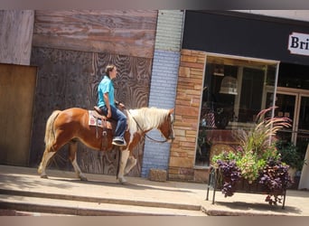 American Quarter Horse, Wallach, 10 Jahre, 137 cm, Tobiano-alle-Farben