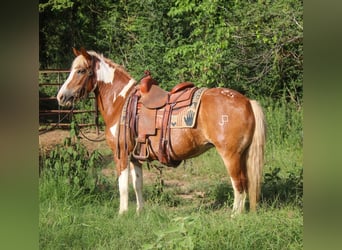 American Quarter Horse, Wallach, 10 Jahre, 137 cm, Tobiano-alle-Farben