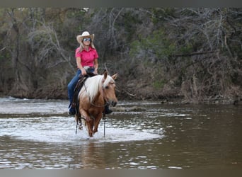 American Quarter Horse, Wallach, 10 Jahre, 142 cm, Palomino