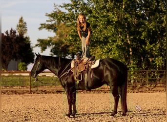 American Quarter Horse, Wallach, 10 Jahre, 142 cm, Rappe