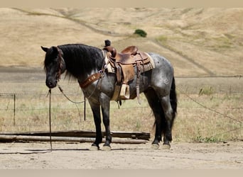 American Quarter Horse, Wallach, 10 Jahre, 142 cm, Roan-Blue