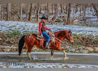 American Quarter Horse, Wallach, 10 Jahre, 142 cm, Rotbrauner