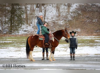 American Quarter Horse, Wallach, 10 Jahre, 142 cm, Rotbrauner