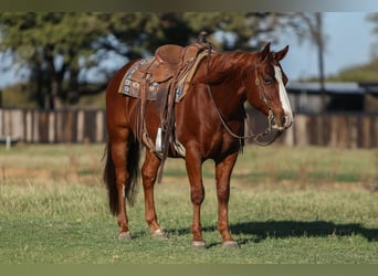 American Quarter Horse, Wallach, 10 Jahre, 142 cm, Rotfuchs