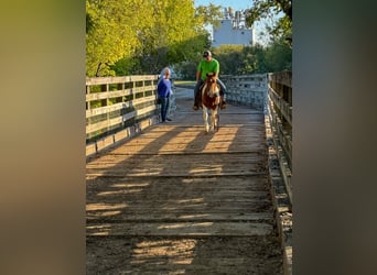 American Quarter Horse, Wallach, 10 Jahre, 142 cm, Tobiano-alle-Farben