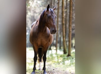 American Quarter Horse Mix, Wallach, 10 Jahre, 145 cm, Brauner