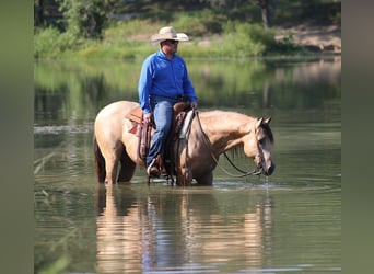American Quarter Horse, Wallach, 10 Jahre, 145 cm, Buckskin