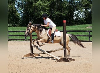 American Quarter Horse, Wallach, 10 Jahre, 145 cm, Buckskin