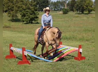 American Quarter Horse, Wallach, 10 Jahre, 145 cm, Buckskin