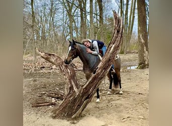 American Quarter Horse, Wallach, 10 Jahre, 145 cm, Roan-Blue