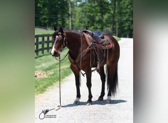American Quarter Horse Mix, Wallach, 10 Jahre, 145 cm, Rotbrauner