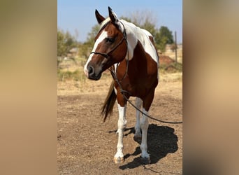 American Quarter Horse, Wallach, 10 Jahre, 145 cm, Tobiano-alle-Farben