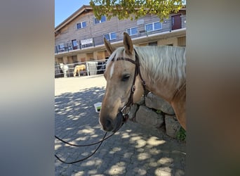 American Quarter Horse, Wallach, 10 Jahre, 146 cm, Palomino