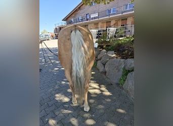 American Quarter Horse, Wallach, 10 Jahre, 146 cm, Palomino