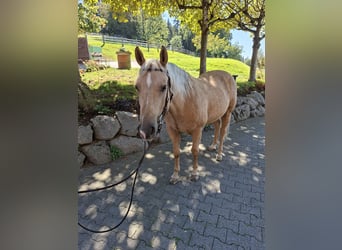 American Quarter Horse, Wallach, 10 Jahre, 146 cm, Palomino
