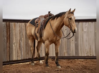 American Quarter Horse, Wallach, 10 Jahre, 147 cm, Buckskin