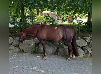 American Quarter Horse Mix, Wallach, 10 Jahre, 147 cm, Dunkelfuchs