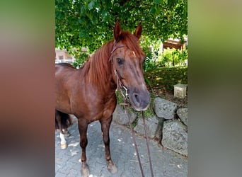 American Quarter Horse Mix, Wallach, 10 Jahre, 147 cm, Dunkelfuchs