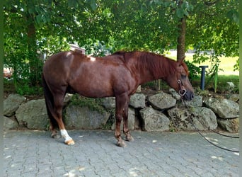American Quarter Horse Mix, Wallach, 10 Jahre, 147 cm, Dunkelfuchs