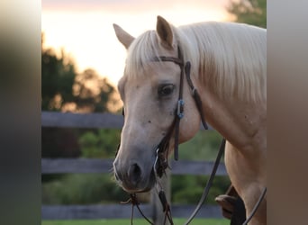 American Quarter Horse, Wallach, 10 Jahre, 147 cm, Palomino