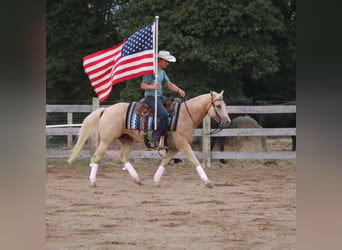 American Quarter Horse, Wallach, 10 Jahre, 147 cm, Palomino