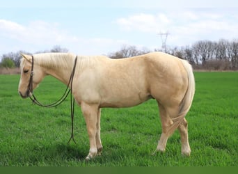 American Quarter Horse, Wallach, 10 Jahre, 147 cm, Palomino