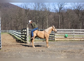 American Quarter Horse, Wallach, 10 Jahre, 147 cm, Palomino