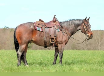American Quarter Horse, Wallach, 10 Jahre, 147 cm, Roan-Bay