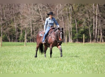 American Quarter Horse, Wallach, 10 Jahre, 147 cm, Roan-Bay