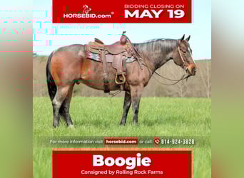 American Quarter Horse, Wallach, 10 Jahre, 147 cm, Roan-Bay