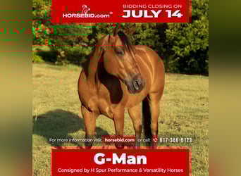 American Quarter Horse, Wallach, 10 Jahre, 147 cm, Rotbrauner