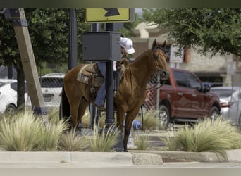 American Quarter Horse, Wallach, 10 Jahre, 147 cm, Rotbrauner