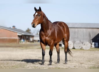 American Quarter Horse, Wallach, 10 Jahre, 147 cm, Rotbrauner