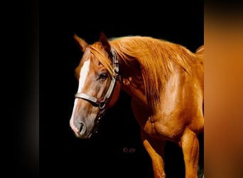 American Quarter Horse Mix, Wallach, 10 Jahre, 147 cm, Rotfuchs