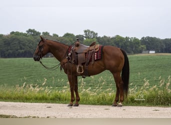 American Quarter Horse, Wallach, 10 Jahre, 147 cm, Rotfuchs
