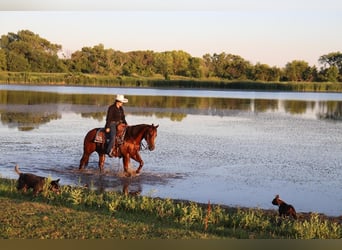 American Quarter Horse, Wallach, 10 Jahre, 147 cm, Rotfuchs