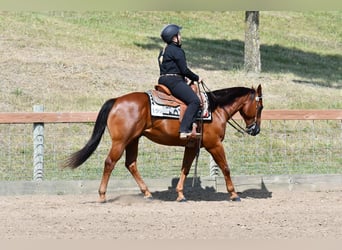American Quarter Horse, Wallach, 10 Jahre, 147 cm, Rotfuchs