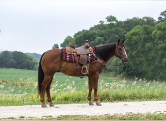 American Quarter Horse, Wallach, 10 Jahre, 147 cm, Rotfuchs